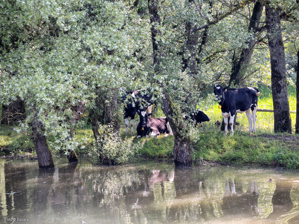 Am Altenrhein Foto & Bild fotos, natur, landschaft Bilder auf