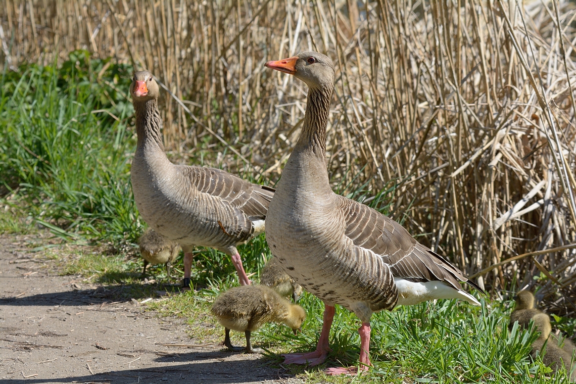 Am Altmühl-See 2