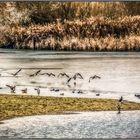 Am Altmühlsee - Blick vom Beobachtungsturm der Vogelinsel