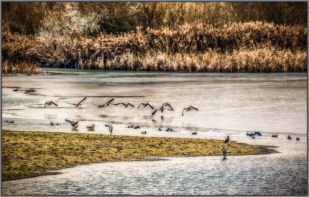 Am Altmühlsee - Blick vom Beobachtungsturm der Vogelinsel