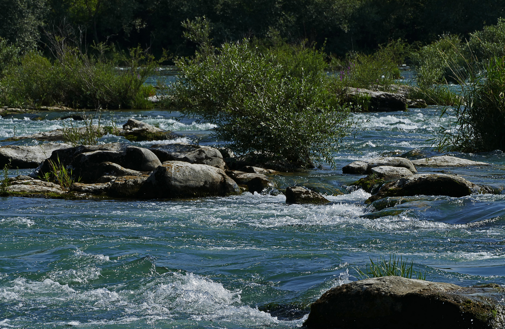 am Altrhein bei Isenstein