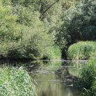 Am Altrhein - Geklärtes Wasser