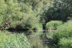 Am Altrhein - Geklärtes Wasser