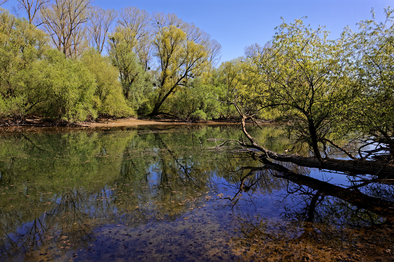 Am Altrhein, Insel Grün