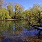 Am Altrhein, Insel Grün