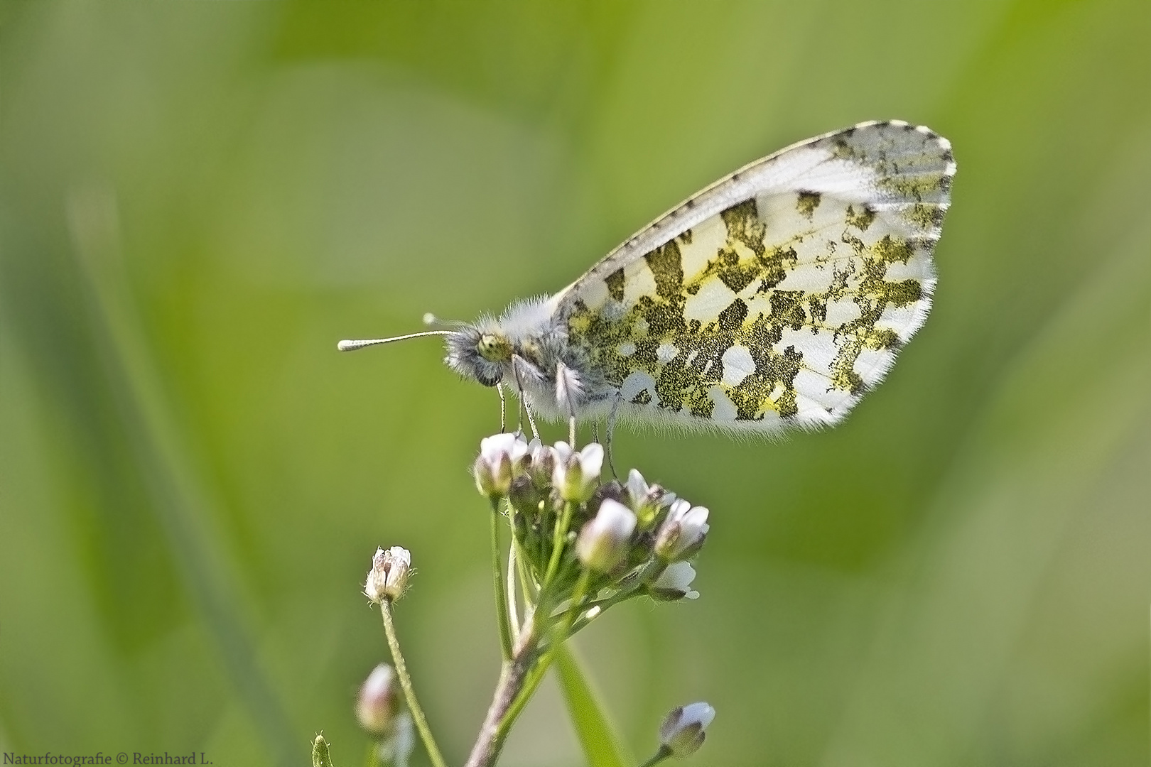 Am Amphibienbiotop 3