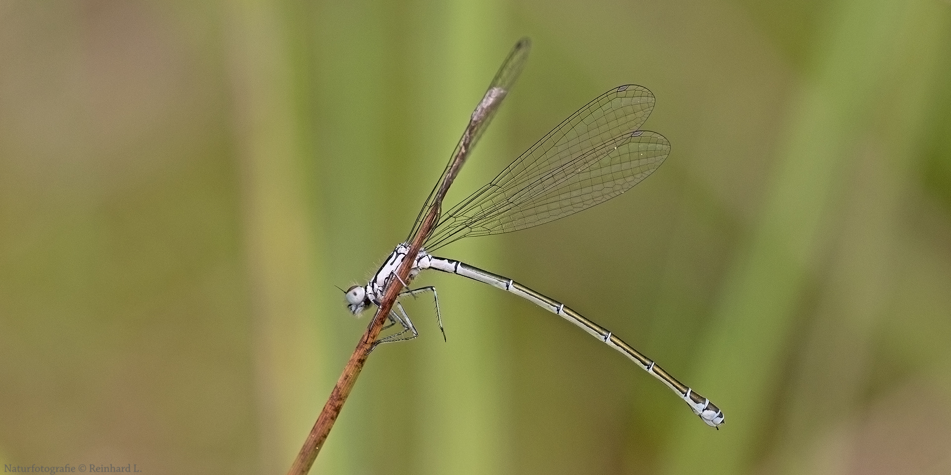  Am Amphibienbiotop 4