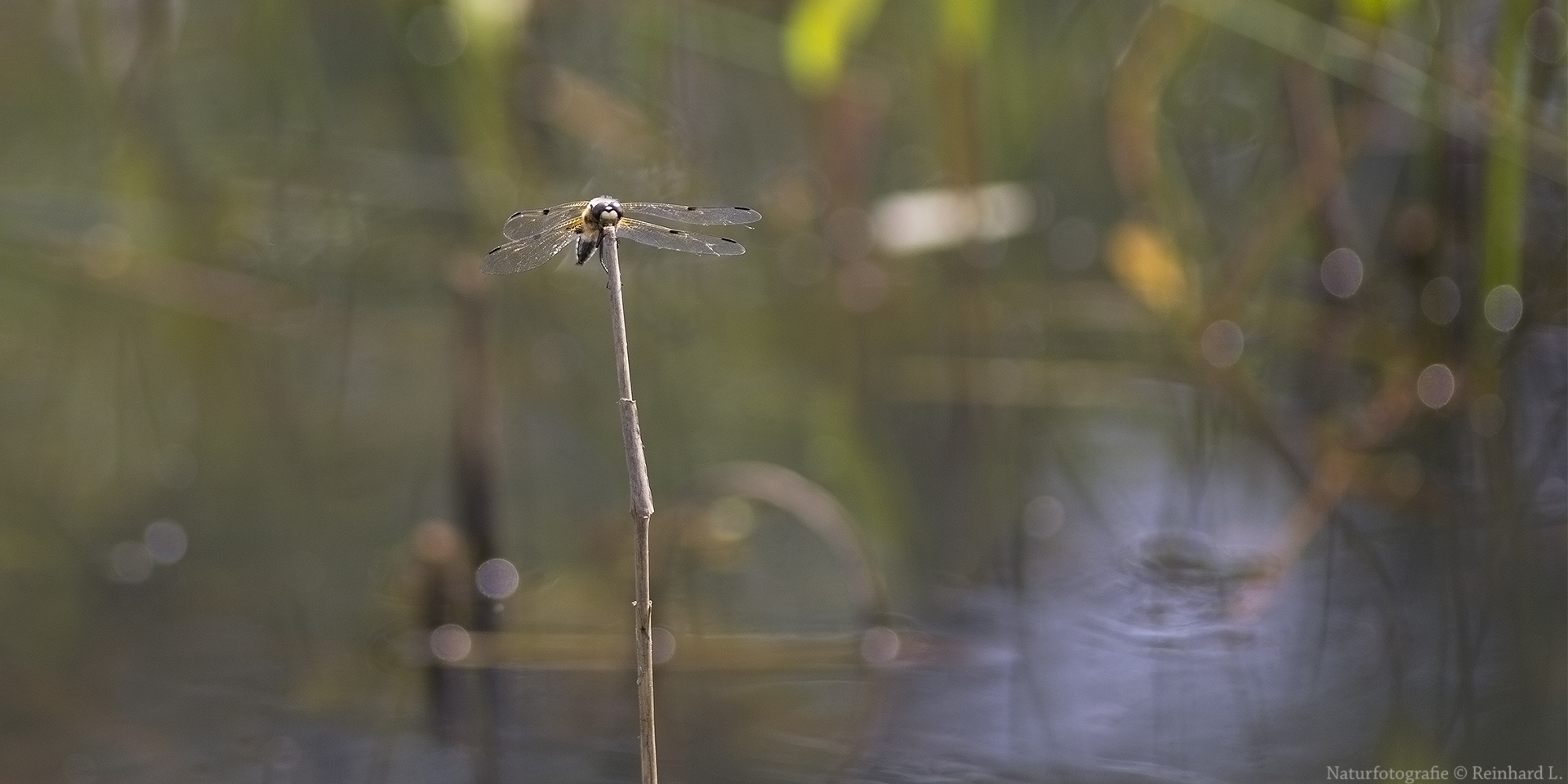 Am Amphibienbiotop 5