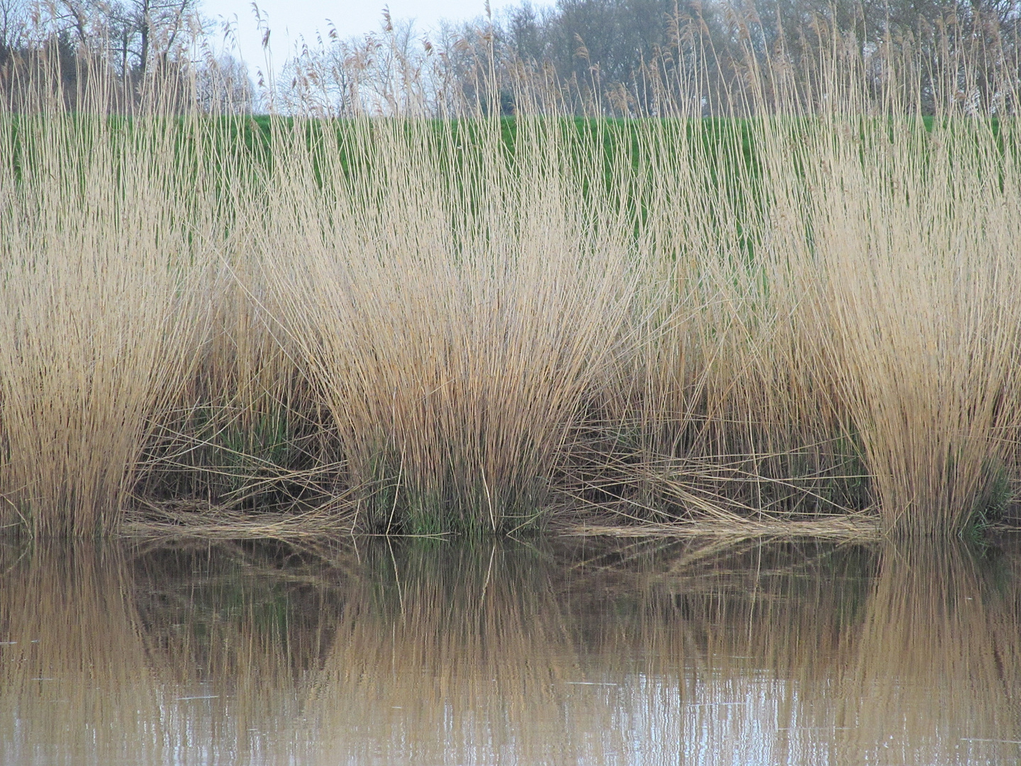 Am anderen Ufer der Oste ist das Schilf besonders hoch !