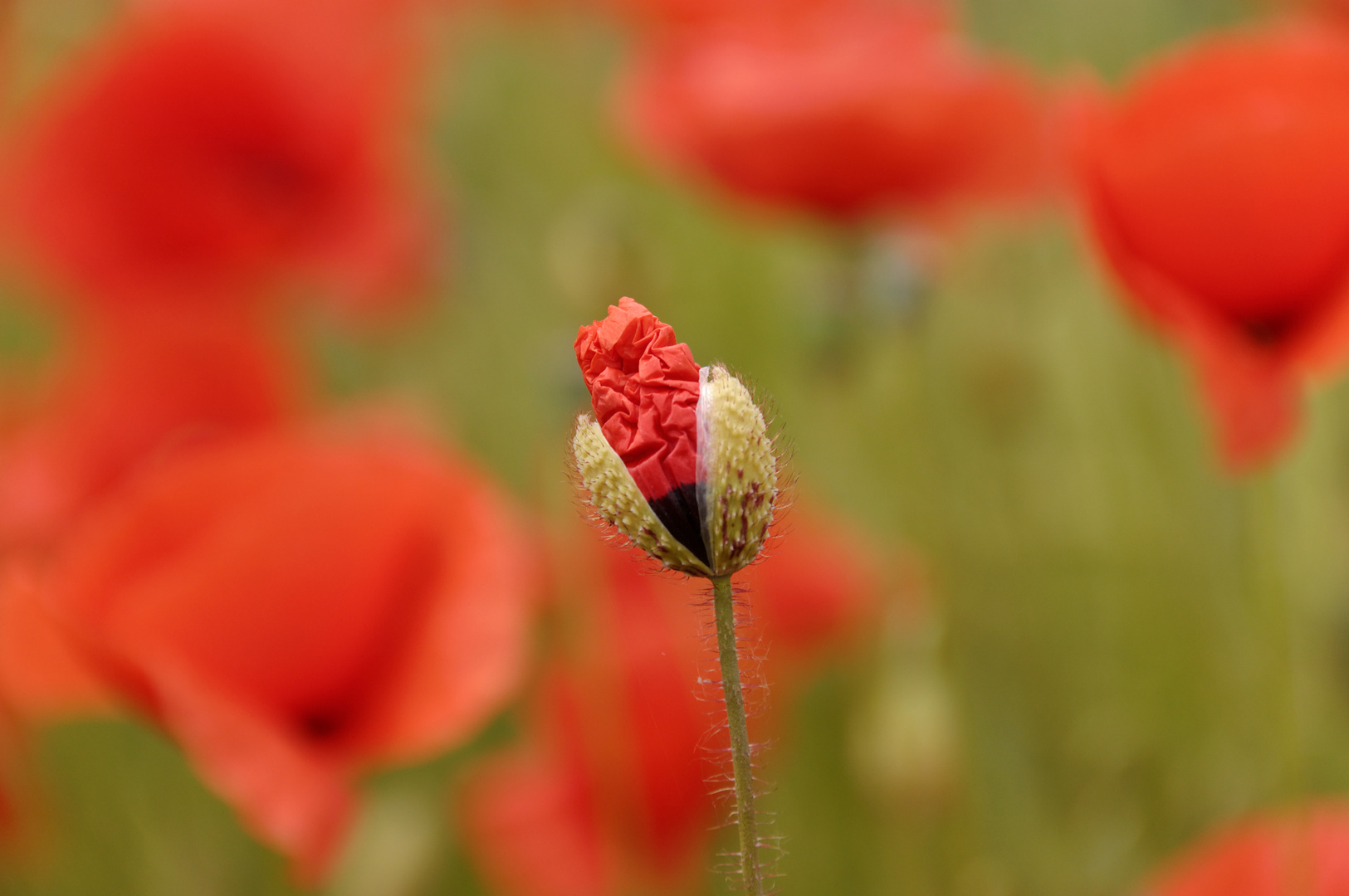 am Anfang Foto & Bild pflanzen, pilze & flechten, blüten