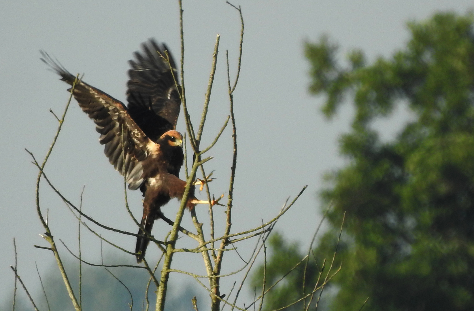 Am Anfang... Foto & Bild | tiere, wildlife, wild lebende vögel Bilder