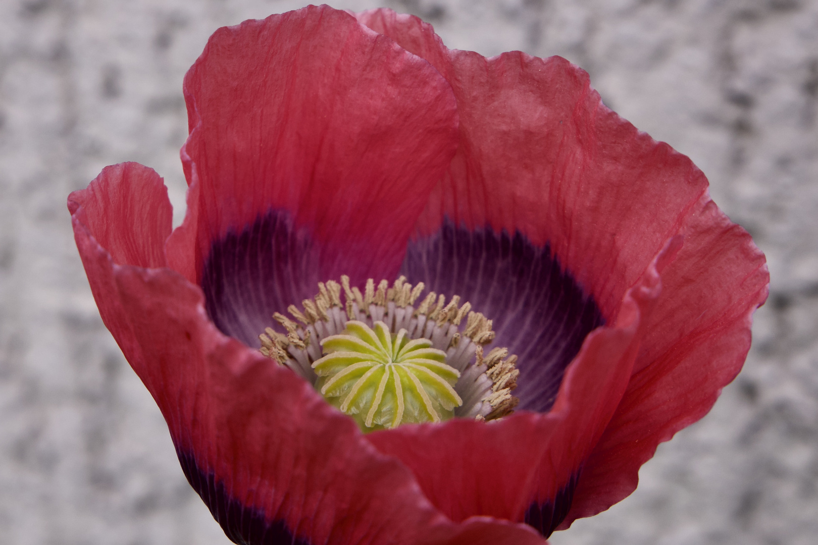 Am Anfang ist die Blüte