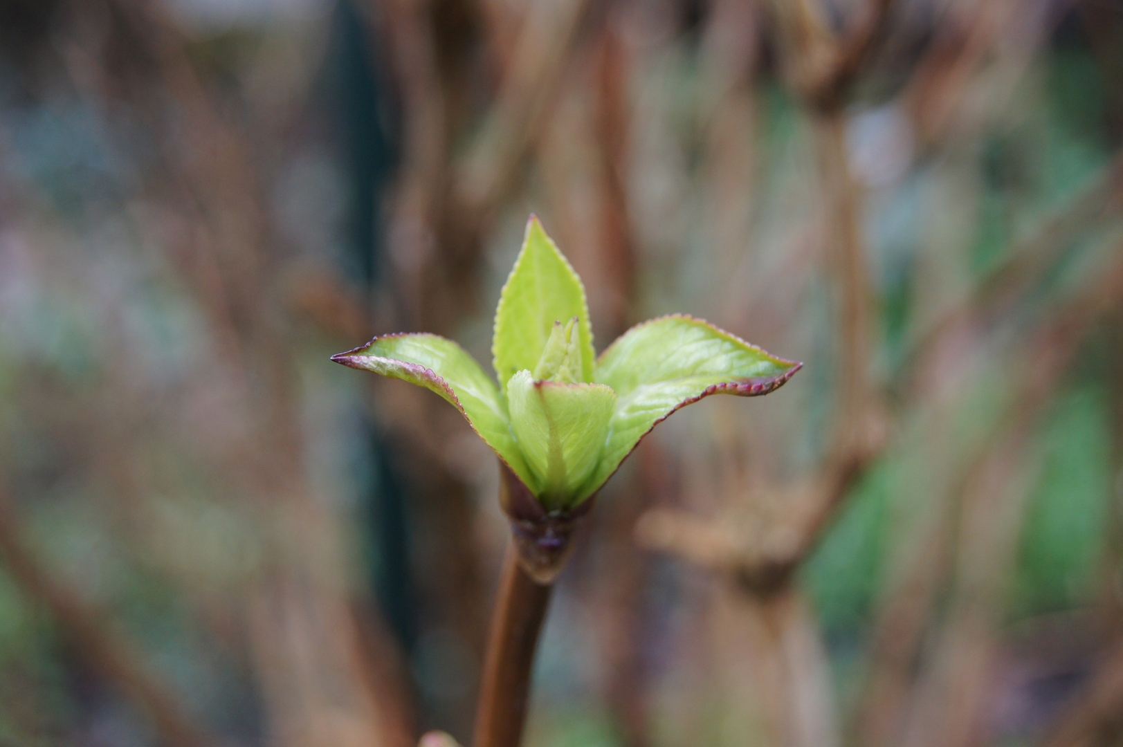 Am Anfang war das Blatt