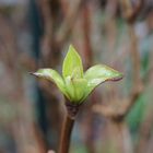 Am Anfang war das Blatt