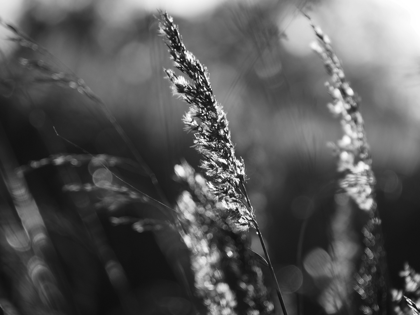 am Anfang war das Licht