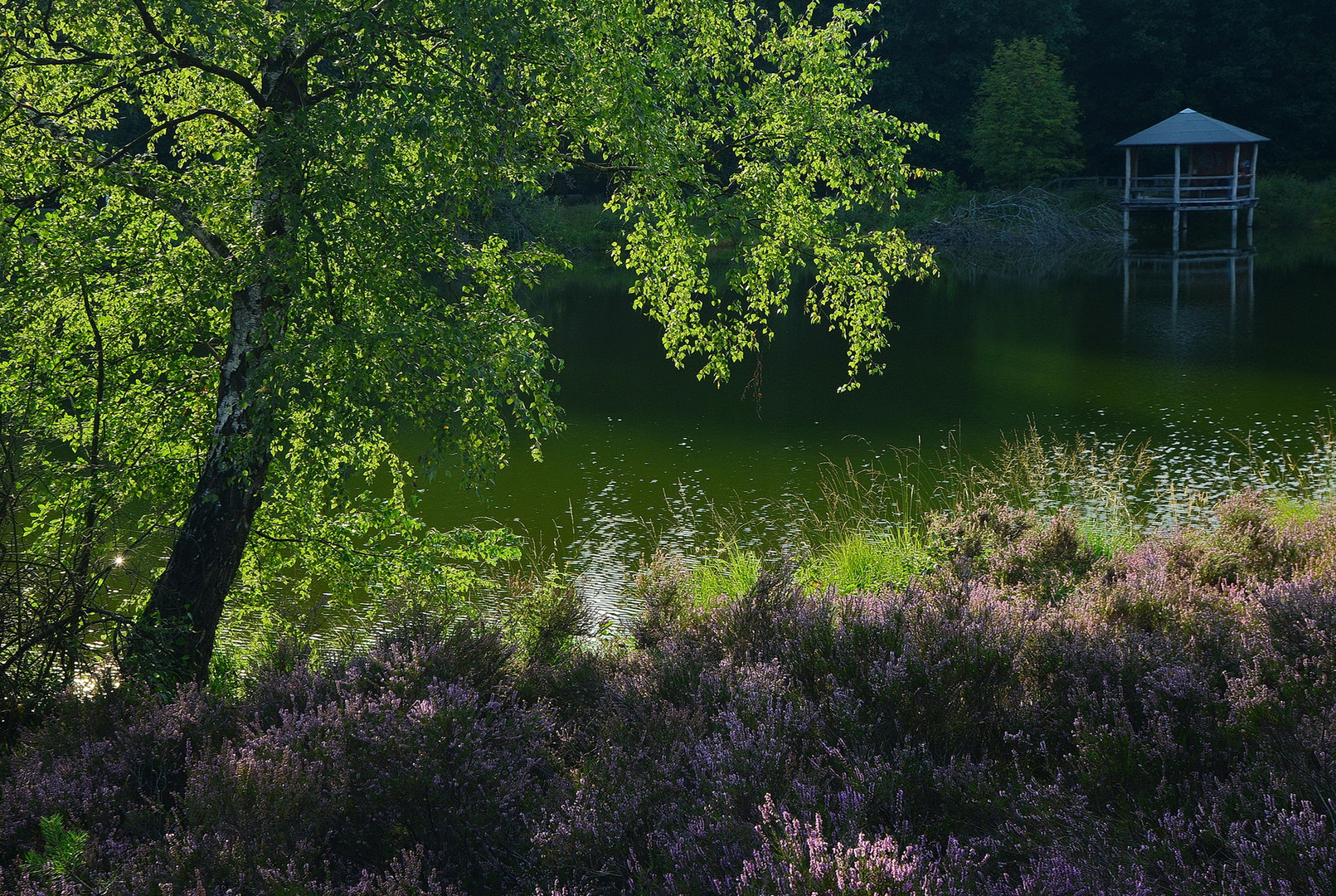 °Am Angelbeck Teich° Foto & Bild landschaft, pflanzen, jahreszeiten