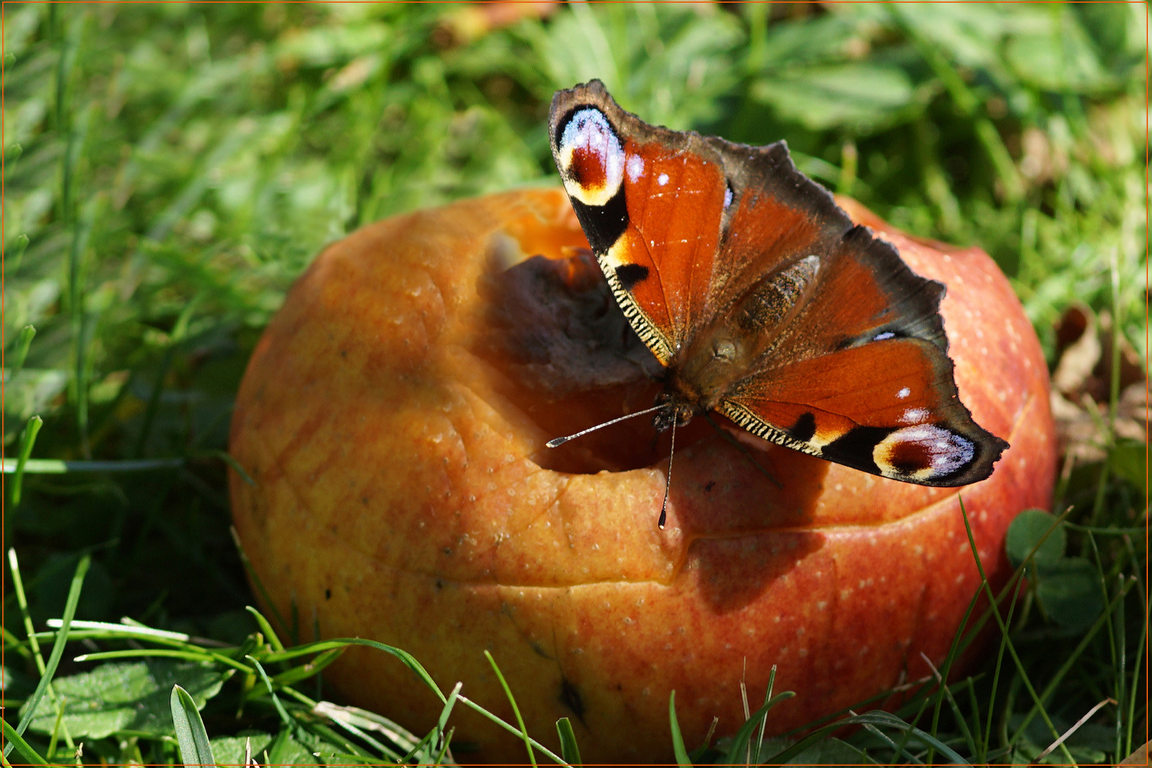 Am Apfel saugender Schmetterling