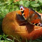 Am Apfel saugender Schmetterling