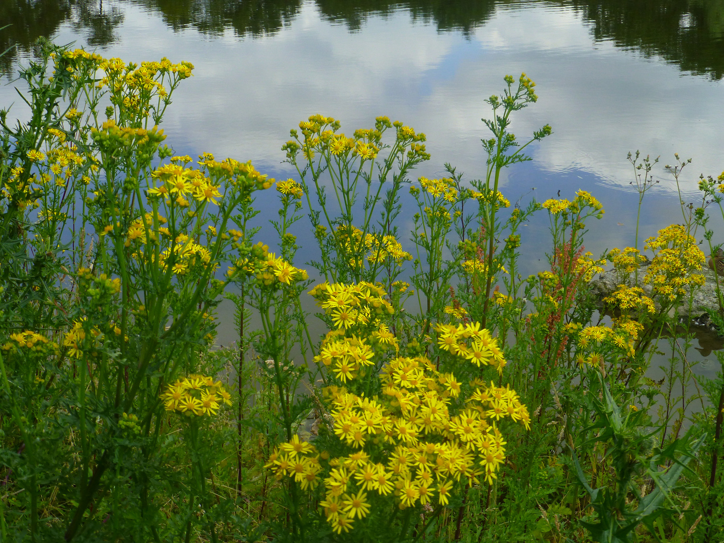 Am Aprather Mühlenteich