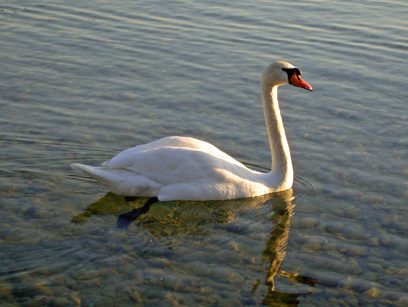 AM ATTERSEE