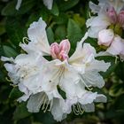 am Aufblühen II - Rhododendron