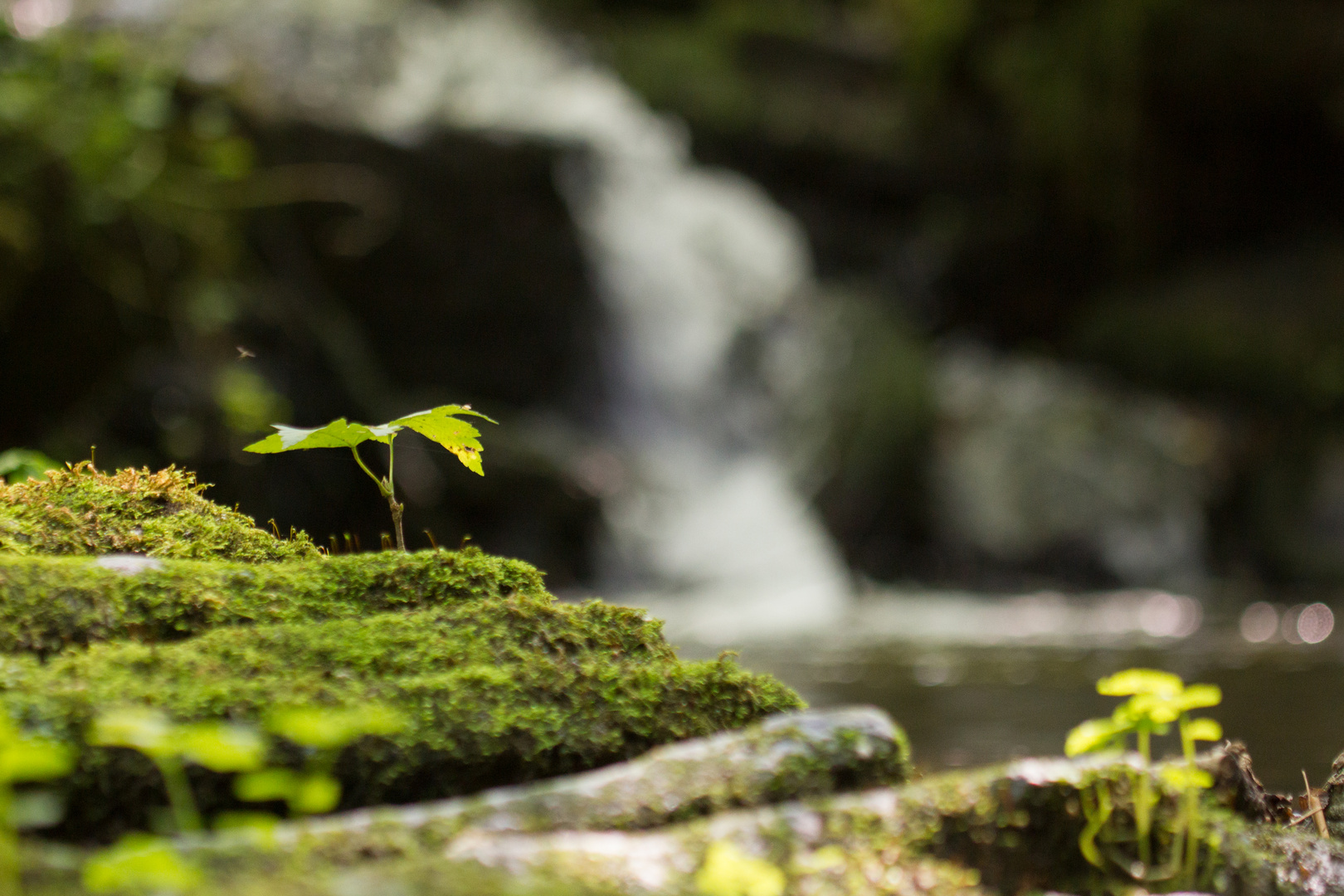 Am Bach.. Foto & Bild nature, wasser, natur Bilder auf