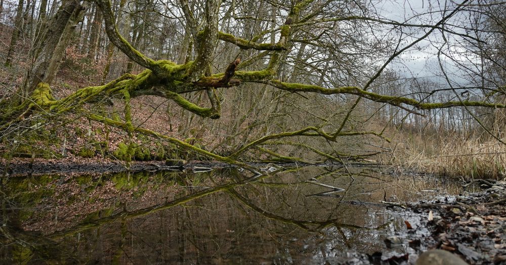 Am Bach der Baum