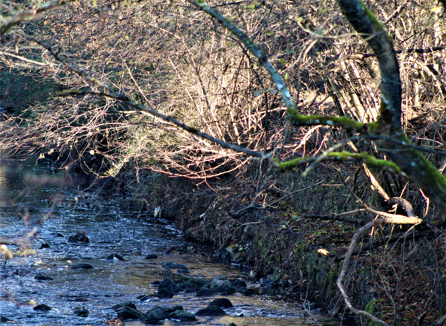 am Bach der Winter, kahle Zweige , Raureif und verhaltene Spätnachmittagssonne