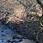 am Bach der Winter, kahle Zweige , Raureif und verhaltene Spätnachmittagssonne