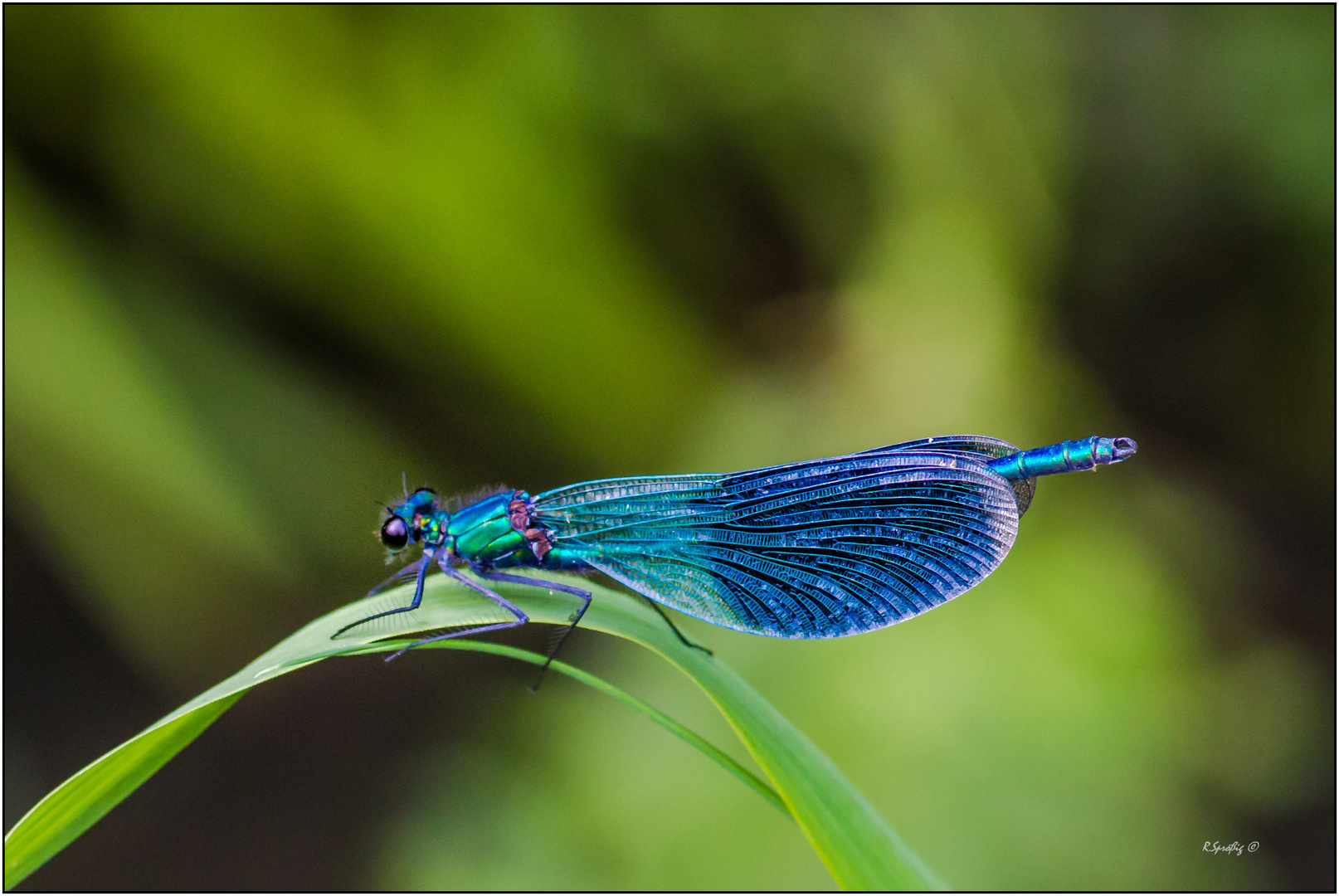am Bach Foto & Bild tiere, natur, insekten Bilder auf
