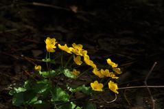 am Bach im Kothbergtal