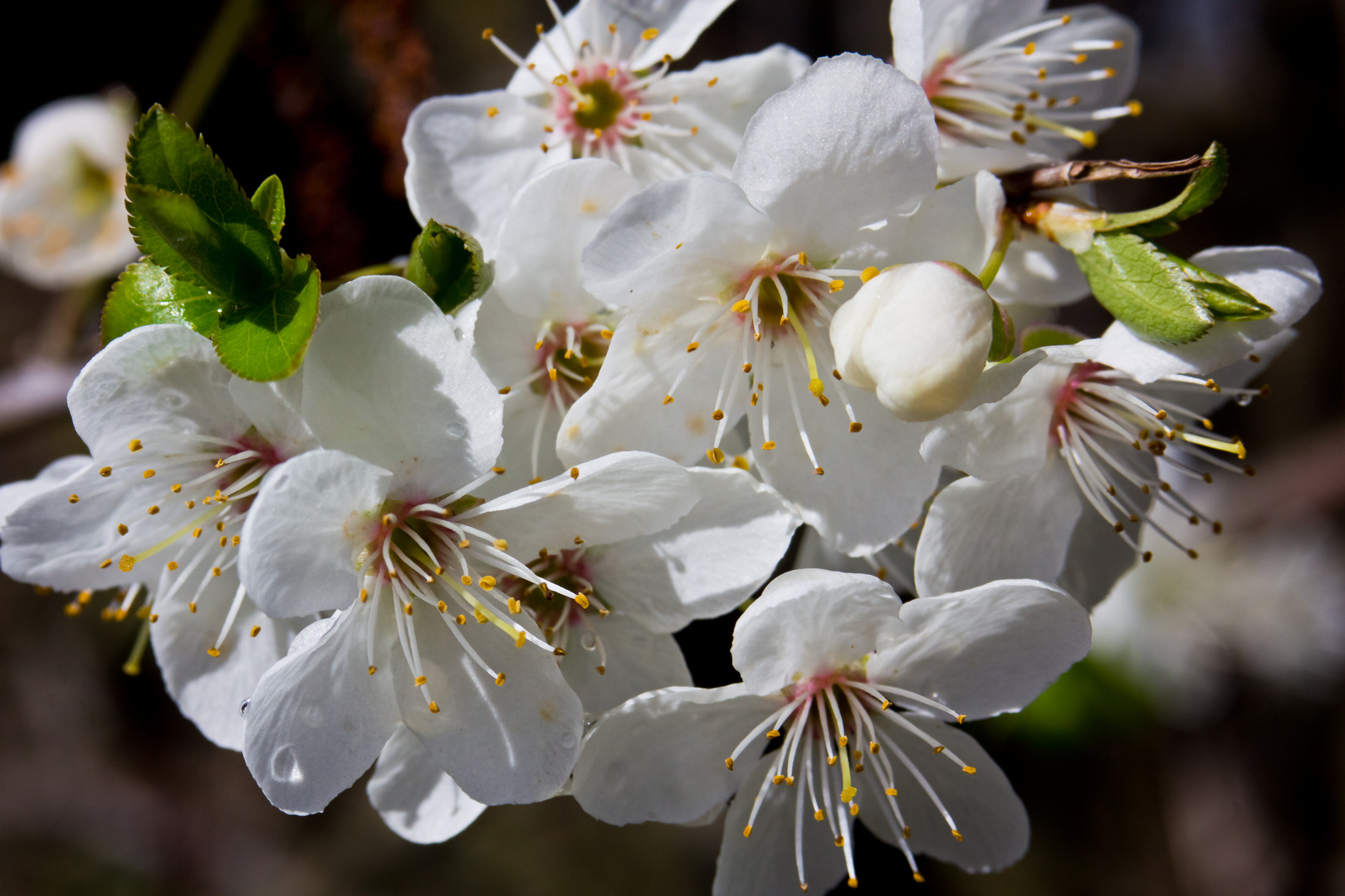 Am Bach,Knospen und Blüten