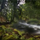 Am Bachlauf Trieb bis zur Weißen Elster