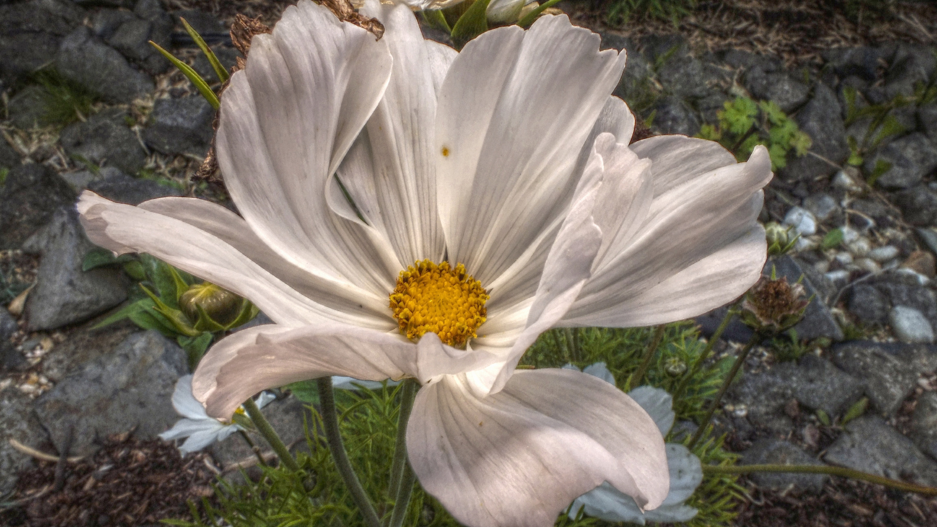 am Bachrand im Garten