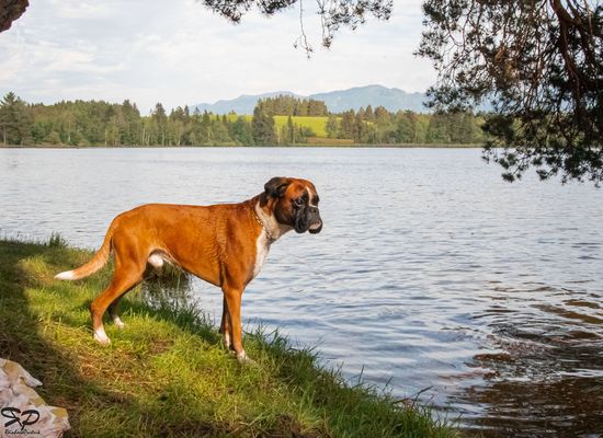 Hunde, Hundebilder, Hundefotos