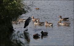 am Badesee der Vögel