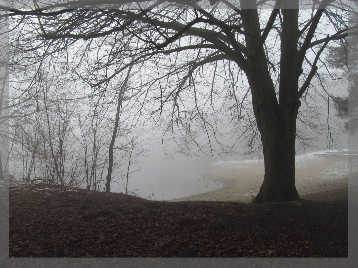 am Badesee im Nebel ........