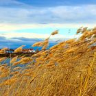 Am Baggersee (1)