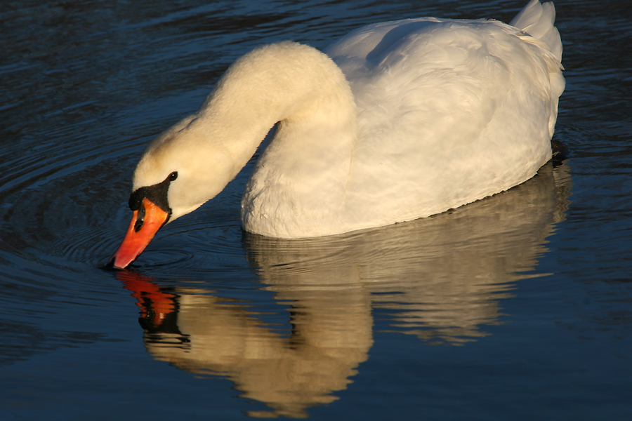 Am Baggersee