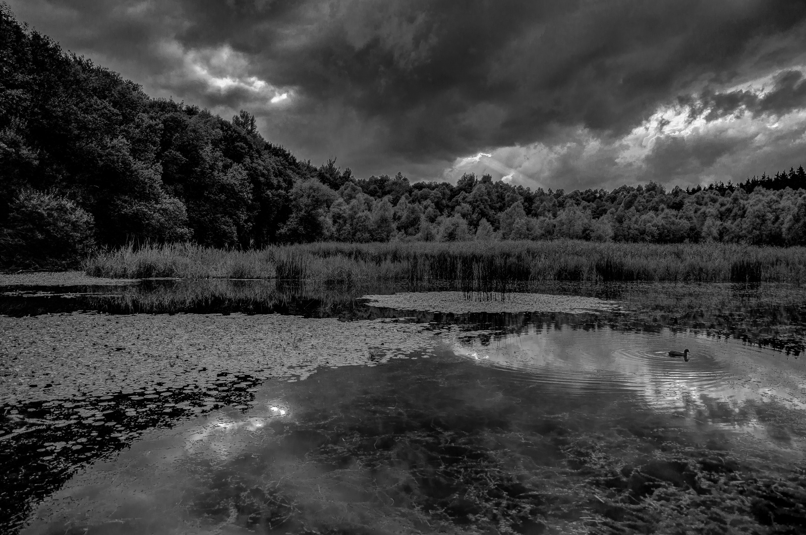 am Baggersee im Sommer