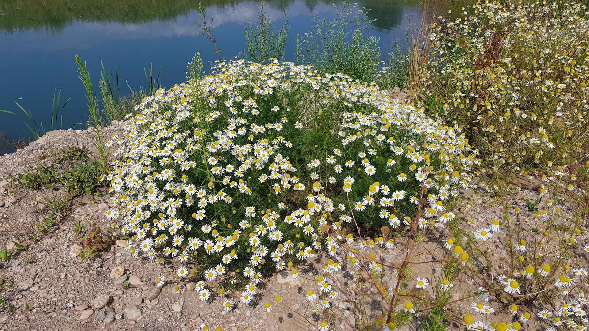 Am Baggersee im SW Deutschland