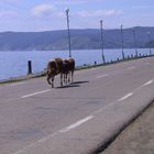 Am Baikalsee, Sibirien