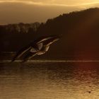 am Baldeneysee