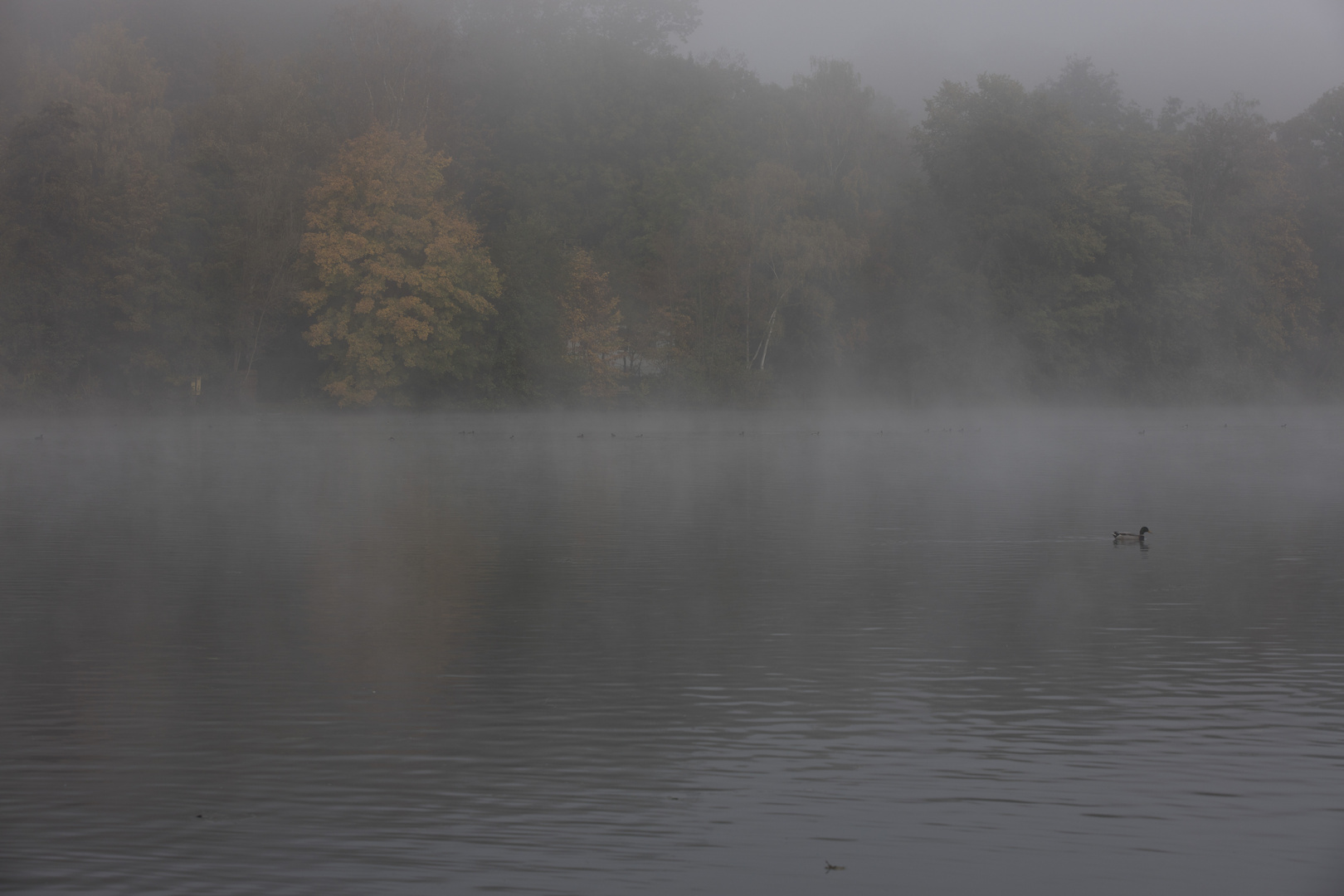 Am Baldeneysee früh am Morgen.