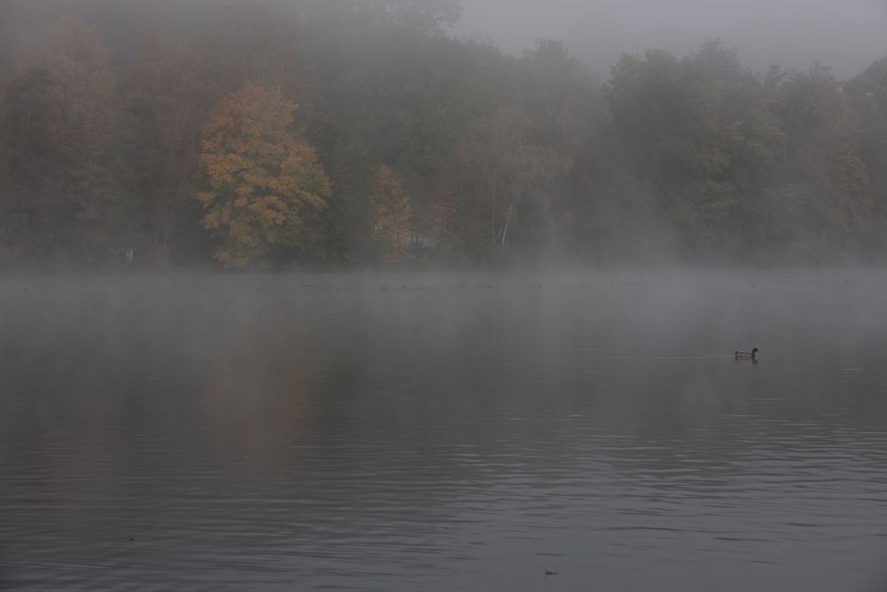 Am Baldeneysee früh am Morgen.