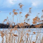 Am Barleber See