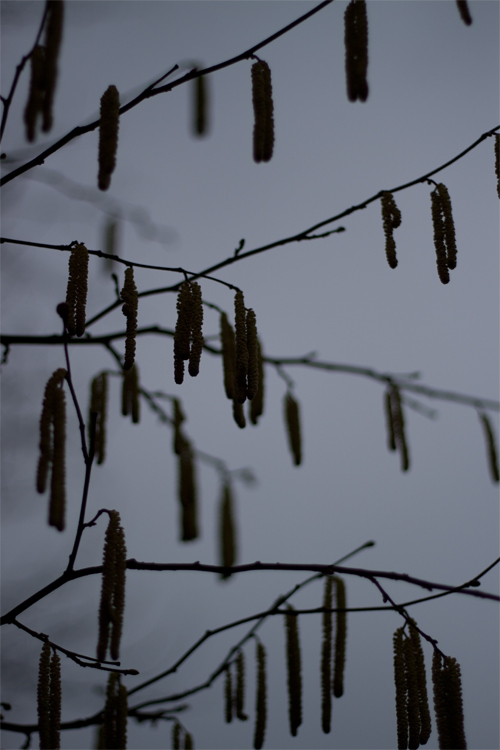 am baum