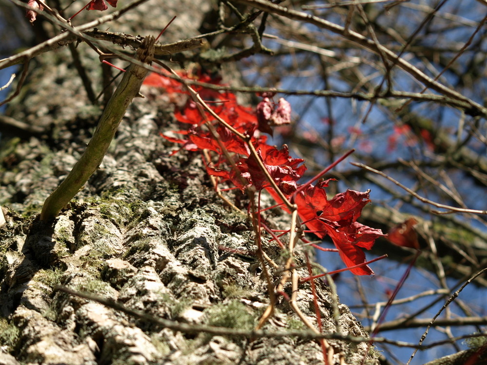 am Baum