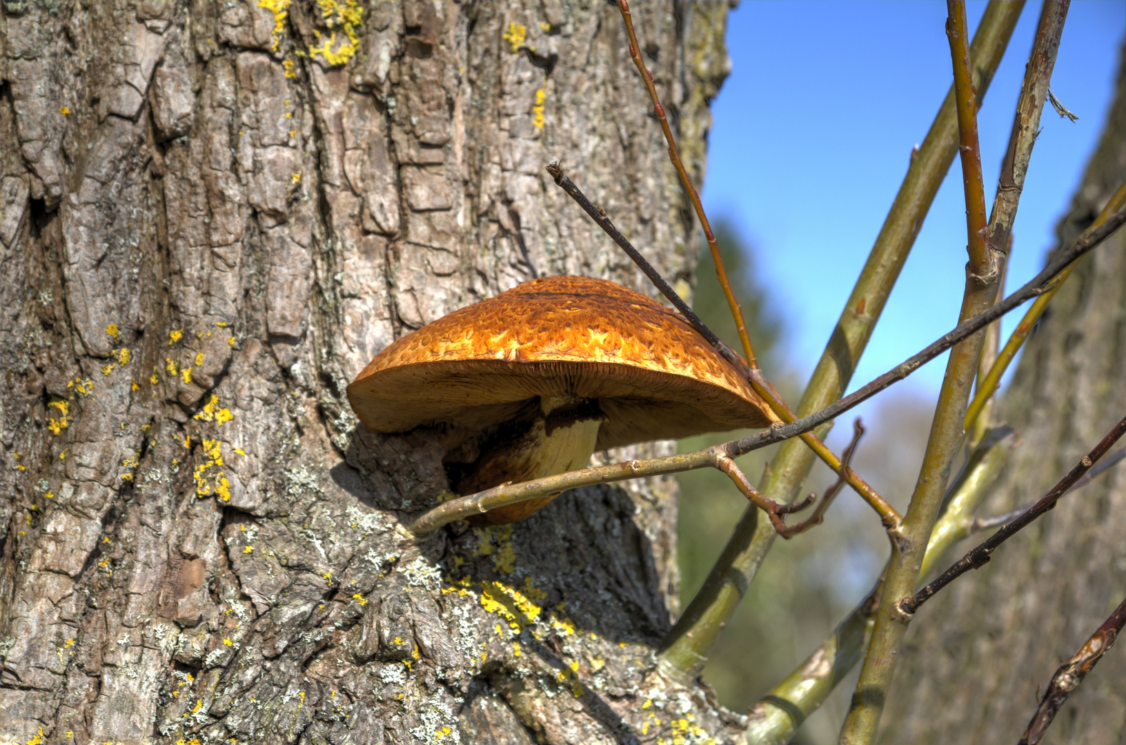 Am Baum