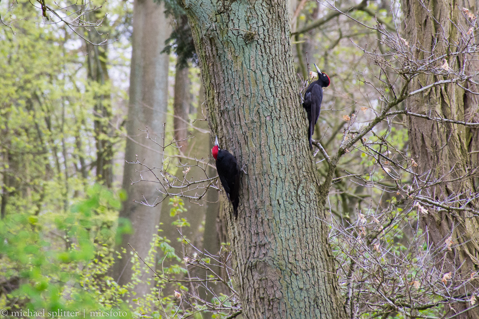 Am Baum